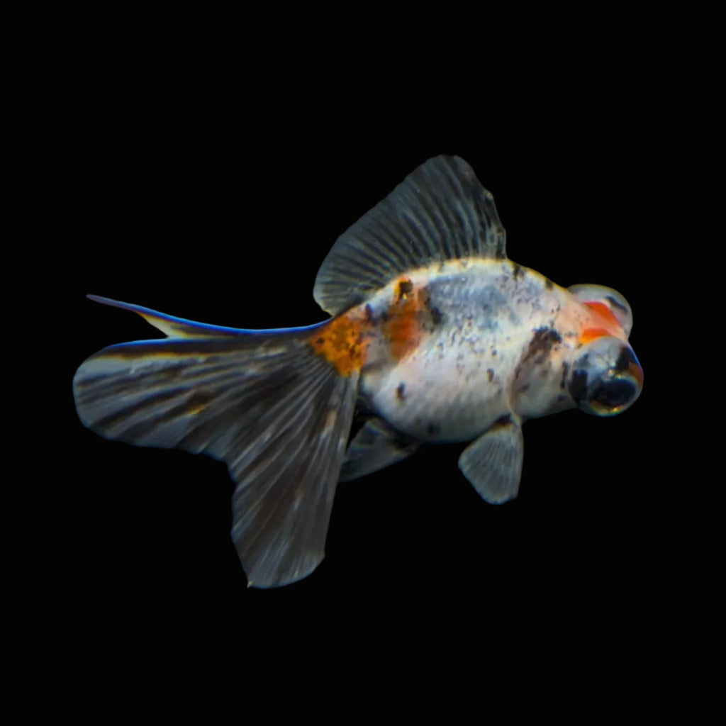 Telescope Butterfly Calico 3.5"-4" in. ID#508B4A-007