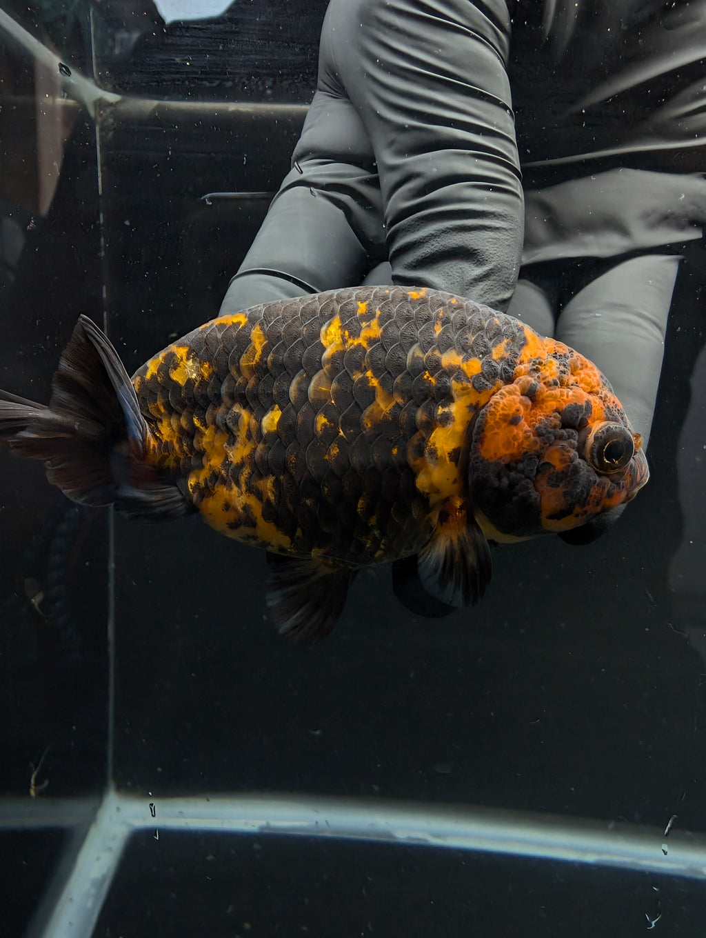 Jumbo Ranchu Calico 3.5"- 4" in. ID#717R8A-005