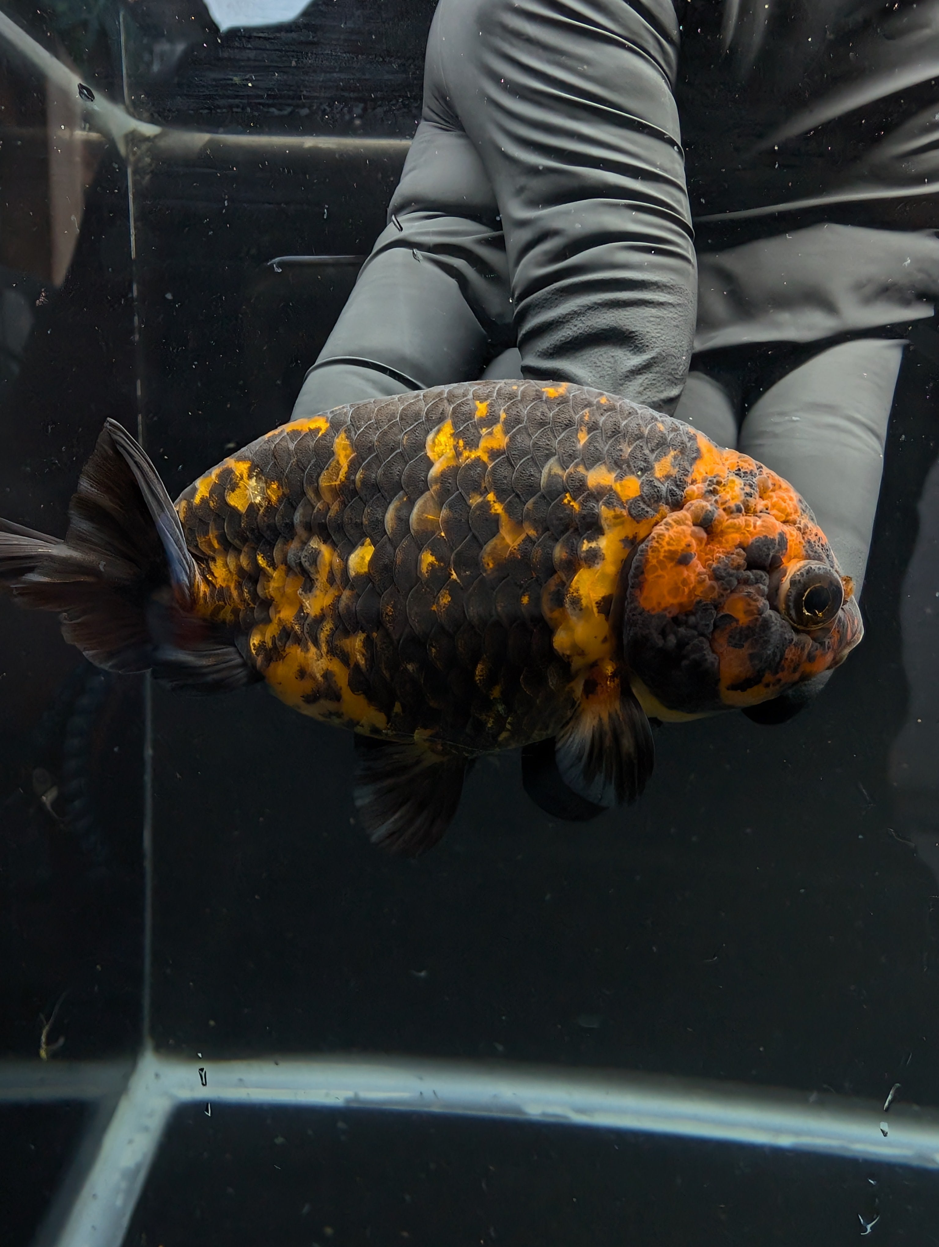 Jumbo Ranchu Calico 3.5"- 4" in. ID#717R8A-005