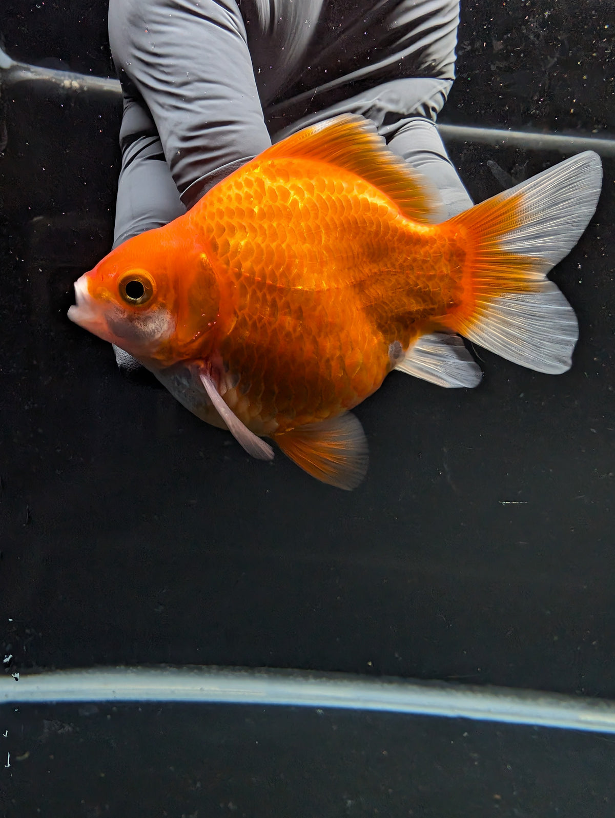 Tamasaba Red White 3"-3.5" in. ID#1009TM1B-004