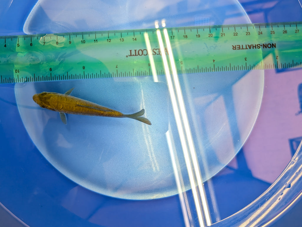 Doitsu Chagoi Koi  4"in. ID#806BFK-019