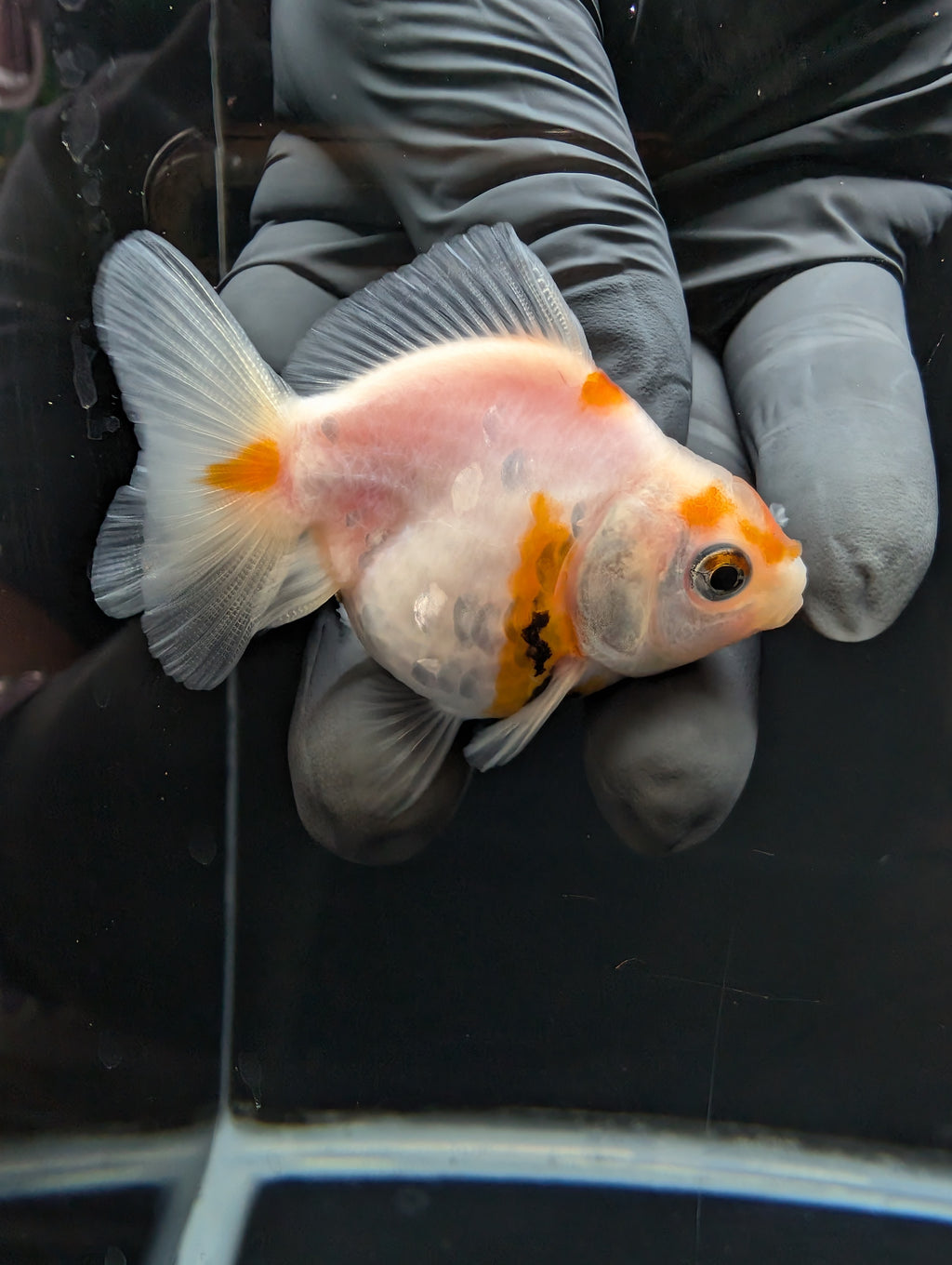 Baby Thai Shogun Oranda Sakura 2"-2.5" in. ID#1023BSG11A-026