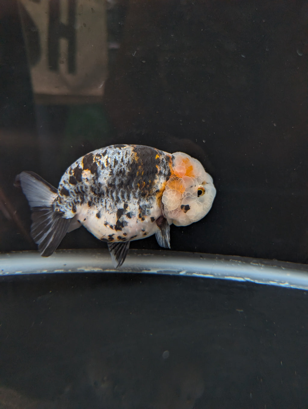 Jumbo Ranchu Kirin Calico 4.5"-5" in. ID#814R8A-024