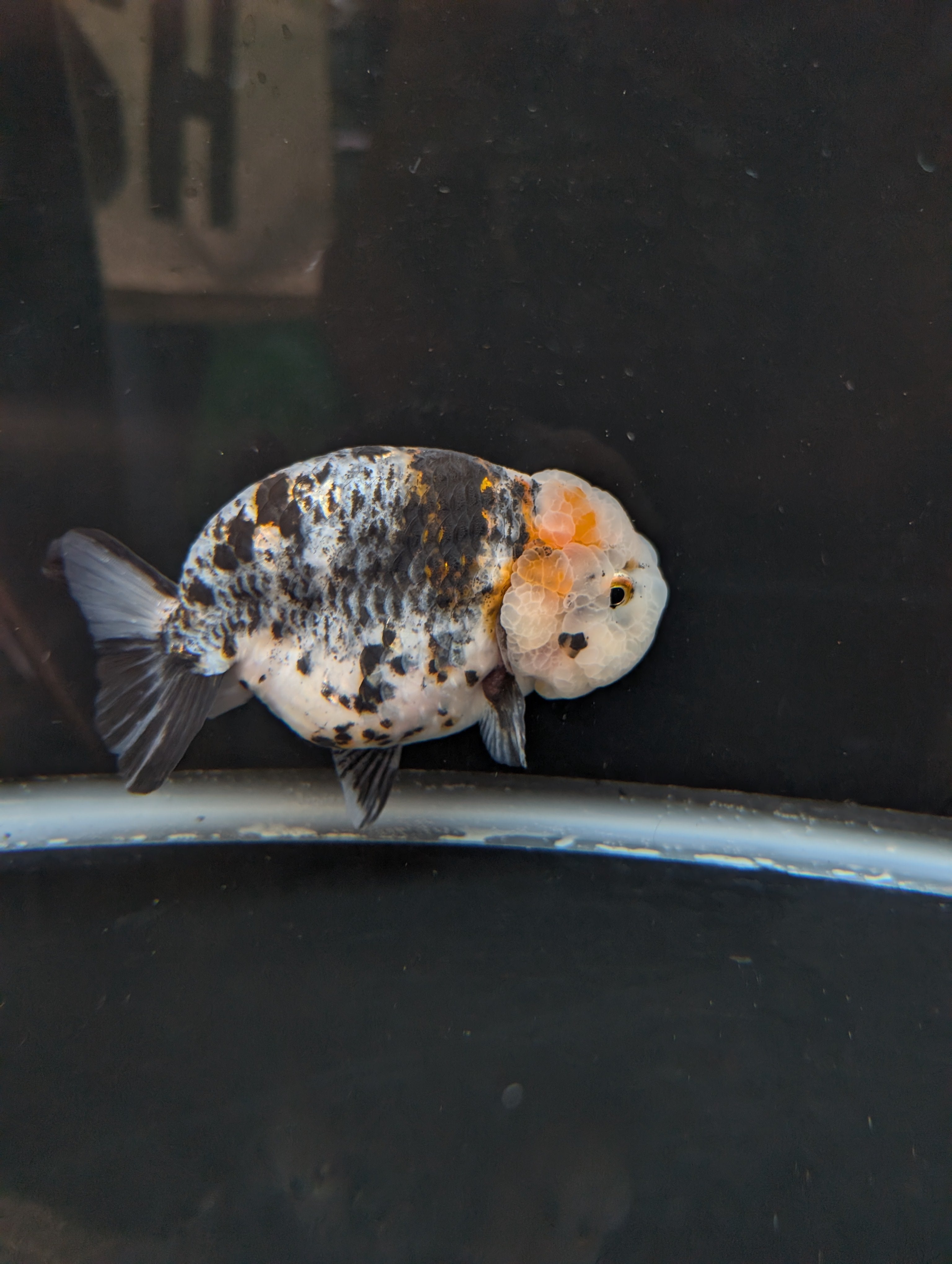 Jumbo Ranchu Kirin Calico 4.5"-5" in. ID#814R8A-024