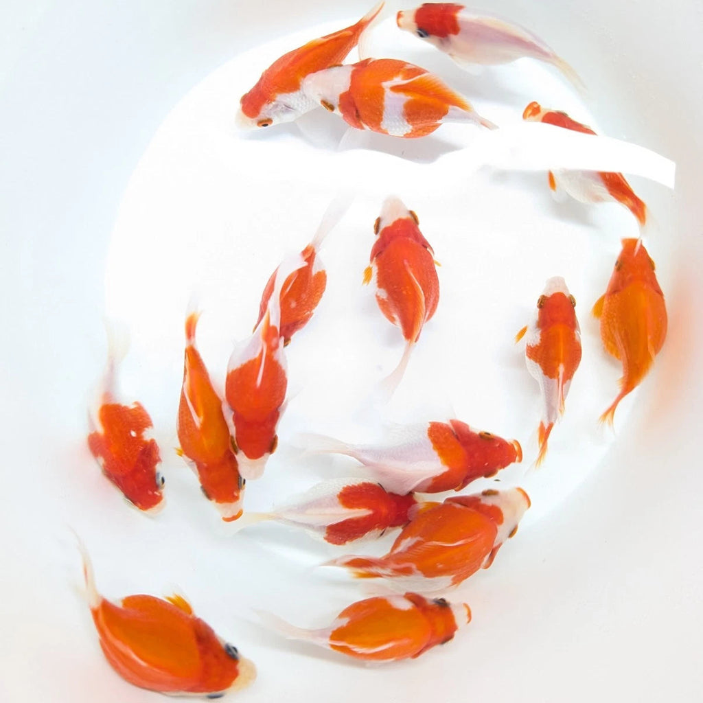 Tamasaba Red White 3"-3.5" in. ID#1009TM1B-009