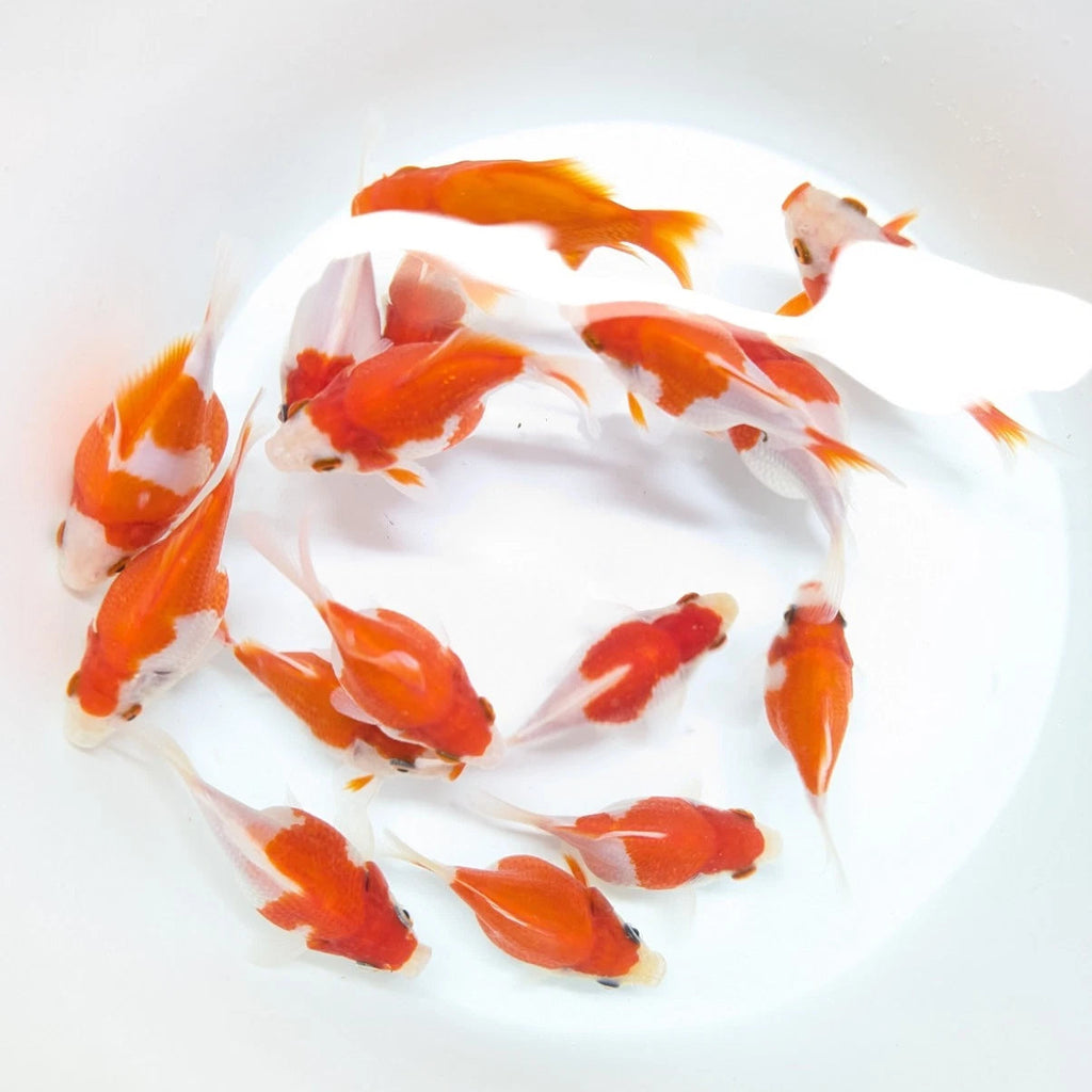 Tamasaba Red White 3"-3.5" in. ID#1009TM1B-009