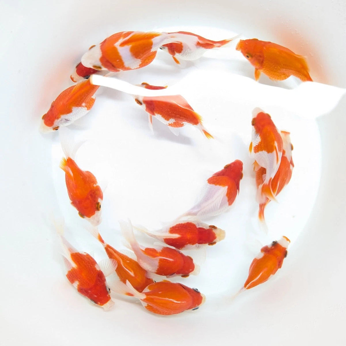 Tamasaba Red White 3"-3.5" in. ID#1009TM1B-009