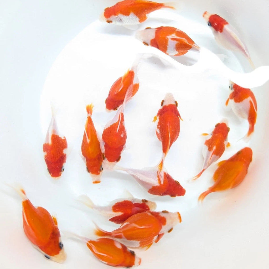 Tamasaba Red White 3"-3.5" in. ID#1009TM1B-009