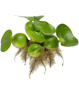 Water Hyacinth / (Loose)
